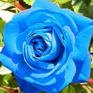 Meet your Posher, Austin